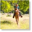 Click the link to the right ''Trailtrotter Program'' Explore the Forest on Horseback for details.